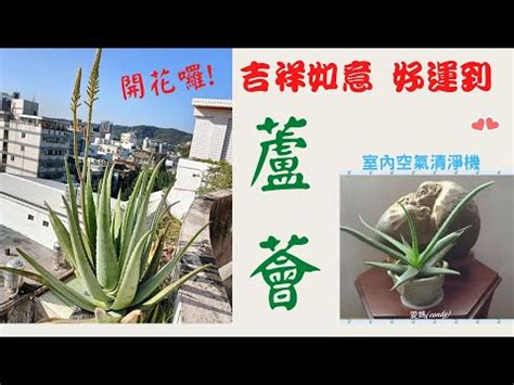 蘆薈開花代表什麼意思|【蘆薈開花代表什麼意思】蘆薈開花了！快來看看它代表什麼意思。